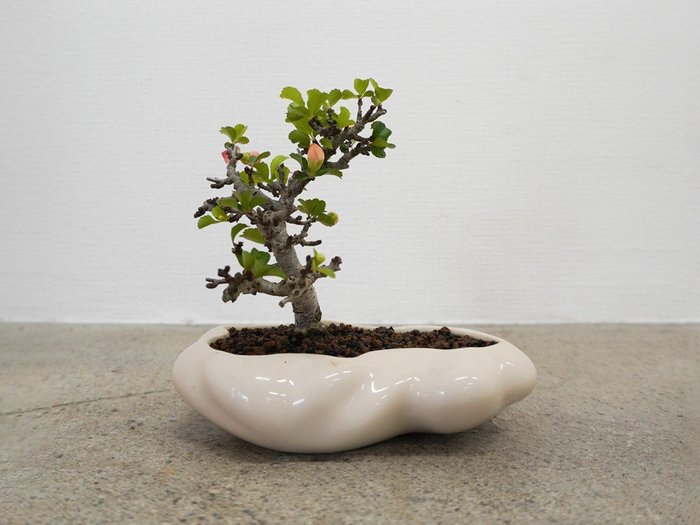 【ココン ボンサイ/KOKON BONSAI / GOODS】の浮雲 - UKIGUMO / 浮雲 + 盆栽 長寿梅 インテリア・キッズ・メンズ・レディースファッション・服の通販 founy(ファニー) https://founy.com/ 春 Spring 人気 Popular, Best Seller バケツ Bucket, Bucket Style モダン Modern, Contemporary 冬 Winter / This Winter S/S・春夏 SS, Spring/Summer, Warm Season 送料無料 Free Shipping おすすめ Recommended / Our Picks 夏 Summer ホーム・キャンプ・アウトドア・お取り寄せ Home Living / Home & Lifestyle / Camping Gear / Outdoor Camping 家具・インテリア Home Furniture & Interior. Stylish & Functional Living Spaces その他 インテリア雑貨、家具 Home Decor & Furniture Extras |ID: prp329100004947982 ipo3291000000037131359