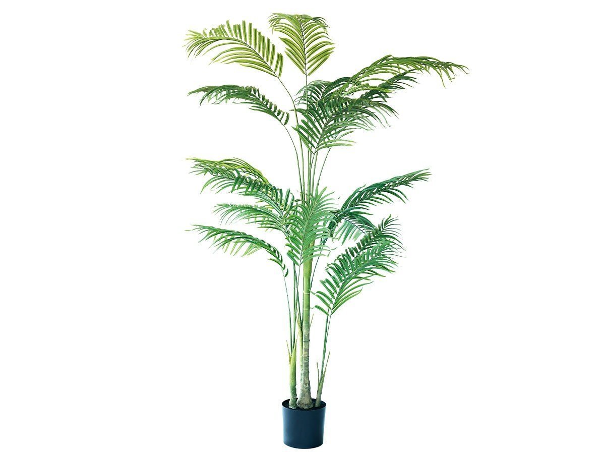 【ブラウン/BROWN / GOODS】のQueen Palm Pot / ジョオウヤシ ポット 220 インテリア・キッズ・メンズ・レディースファッション・服の通販 founy(ファニー) 　送料無料　Free Shipping　おすすめ　Recommended / Our Picks　ホーム・キャンプ・アウトドア・お取り寄せ　Home Living / Home & Lifestyle / Camping Gear / Outdoor Camping　家具・インテリア　Home Furniture & Interior. Stylish & Functional Living Spaces　その他 インテリア雑貨、家具　Home Decor & Furniture Extras　-|ID: prp329100004947983 ipo3291000000037131377