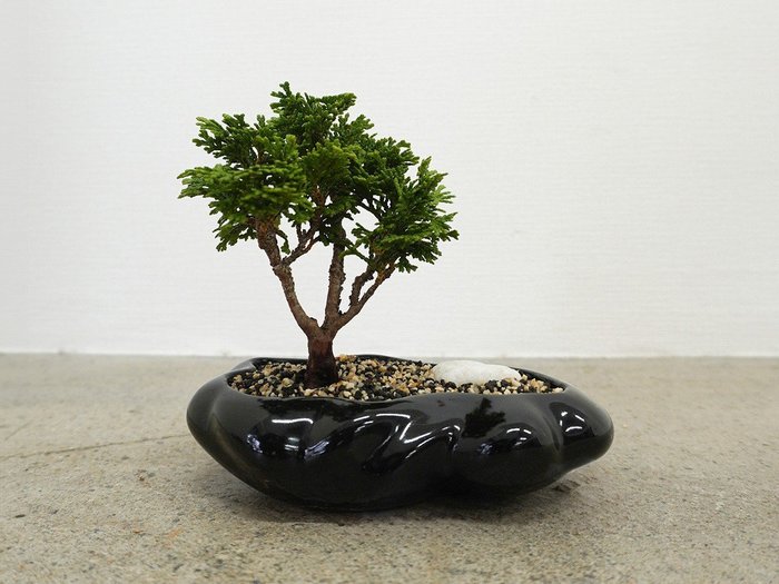 【ココン ボンサイ/KOKON BONSAI / GOODS】の浮雲 - UKIGUMO / 浮雲 + 盆栽 津山桧 インテリア・キッズ・メンズ・レディースファッション・服の通販 founy(ファニー) https://founy.com/ 春 Spring バケツ Bucket, Bucket Style モダン Modern, Contemporary 冬 Winter / This Winter S/S・春夏 SS, Spring/Summer, Warm Season 送料無料 Free Shipping おすすめ Recommended / Our Picks 夏 Summer ホーム・キャンプ・アウトドア・お取り寄せ Home Living / Home & Lifestyle / Camping Gear / Outdoor Camping 家具・インテリア Home Furniture & Interior. Stylish & Functional Living Spaces その他 インテリア雑貨、家具 Home Decor & Furniture Extras |ID: prp329100004948004 ipo3291000000037131495