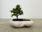 【ココン ボンサイ/KOKON BONSAI / GOODS】の浮雲 - UKIGUMO / 浮雲 + 盆栽 津山桧 めれんげ|ID: prp329100004948004 ipo3291000000037131497