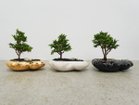【ココン ボンサイ/KOKON BONSAI / GOODS】の浮雲 - UKIGUMO / 浮雲 + 盆栽 津山桧 左:同シリーズの「金」、中央:めれんげ、右:漆黒|ID: prp329100004948004 ipo3291000000037131502