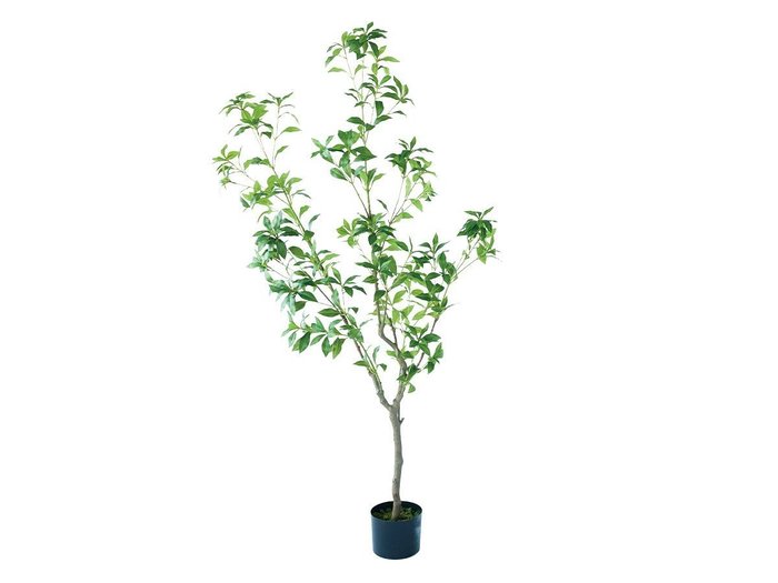 【ブラウン/BROWN / GOODS】のJapanese Andromeda Pot / アセビ ポット 150 インテリア・キッズ・メンズ・レディースファッション・服の通販 founy(ファニー) https://founy.com/ 送料無料 Free Shipping おすすめ Recommended / Our Picks ホーム・キャンプ・アウトドア・お取り寄せ Home Living / Home & Lifestyle / Camping Gear / Outdoor Camping 家具・インテリア Home Furniture & Interior. Stylish & Functional Living Spaces その他 インテリア雑貨、家具 Home Decor & Furniture Extras |ID: prp329100004948008 ipo3291000000037131551