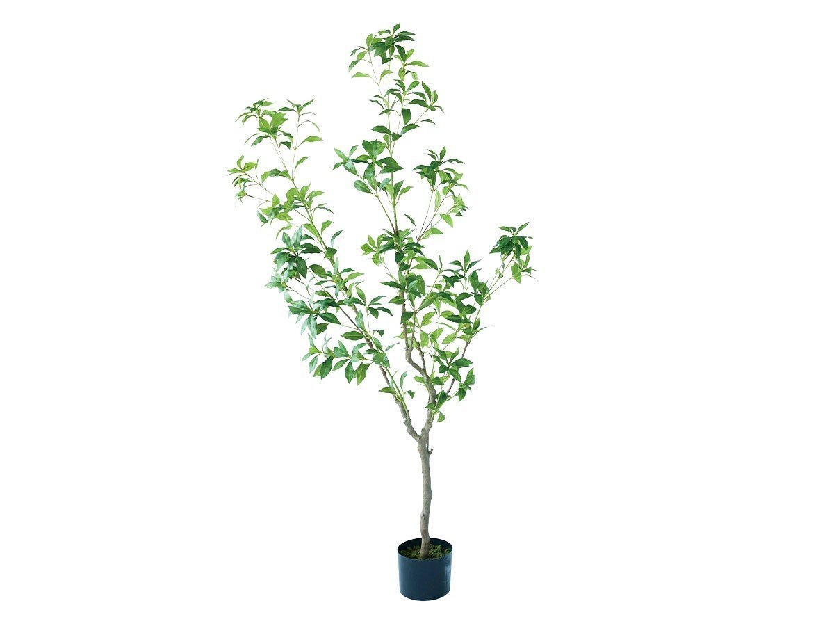 【ブラウン/BROWN / GOODS】のJapanese Andromeda Pot / アセビ ポット 150 人気、トレンドファッション・服の通販 founy(ファニー) 　送料無料　Free Shipping　おすすめ　Recommended / Our Picks　ホーム・キャンプ・アウトドア・お取り寄せ　Home Living / Home & Lifestyle / Camping Gear / Outdoor Camping　家具・インテリア　Home Furniture & Interior. Stylish & Functional Living Spaces　その他 インテリア雑貨、家具　Home Decor & Furniture Extras　 other-1|ID: prp329100004948008 ipo3291000000037131551