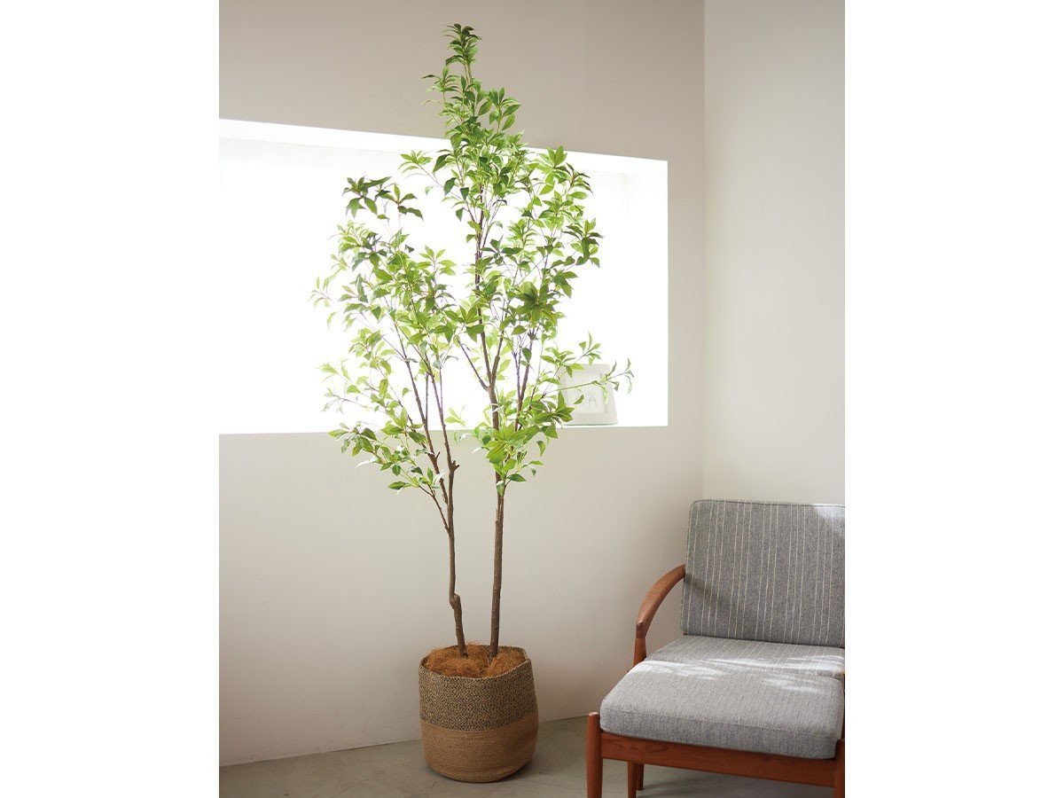 【ブラウン/BROWN / GOODS】のJapanese Andromeda Pot / アセビ ポット 150 インテリア・キッズ・メンズ・レディースファッション・服の通販 founy(ファニー) 　送料無料　Free Shipping　おすすめ　Recommended / Our Picks　ホーム・キャンプ・アウトドア・お取り寄せ　Home Living / Home & Lifestyle / Camping Gear / Outdoor Camping　家具・インテリア　Home Furniture & Interior. Stylish & Functional Living Spaces　その他 インテリア雑貨、家具　Home Decor & Furniture Extras　参考イメージ|ID: prp329100004948008 ipo3291000000037131554