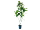 【ブラウン/BROWN / GOODS】のFicus Benghalensis Pot / フィカス ベンガレンシス ポット 170 -|ID: prp329100004948013 ipo3291000000037131580