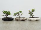 【ココン ボンサイ/KOKON BONSAI / GOODS】の浮雲 - UKIGUMO / 浮雲(メッキ塗装)+ 盆栽 長寿梅 左:同シリーズの「漆黒」、中央:銀、右:同シリーズの「めれんげ」|ID: prp329100004948029 ipo3291000000037131664
