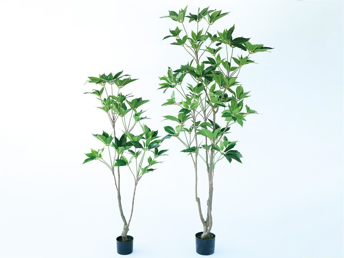 【ブラウン/BROWN / GOODS】のTupidanthus Pot / ツピタンサス ポット 150 インテリア・キッズ・メンズ・レディースファッション・服の通販 founy(ファニー) 　送料無料　Free Shipping　おすすめ　Recommended / Our Picks　ホーム・キャンプ・アウトドア・お取り寄せ　Home Living / Home & Lifestyle / Camping Gear / Outdoor Camping　家具・インテリア　Home Furniture & Interior. Stylish & Functional Living Spaces　その他 インテリア雑貨、家具　Home Decor & Furniture Extras　サイズ展開がありますので、鉢や設置場所、空間に合わせてお選びいただけます。左:本商品|ID: prp329100004948035 ipo3291000000037131687