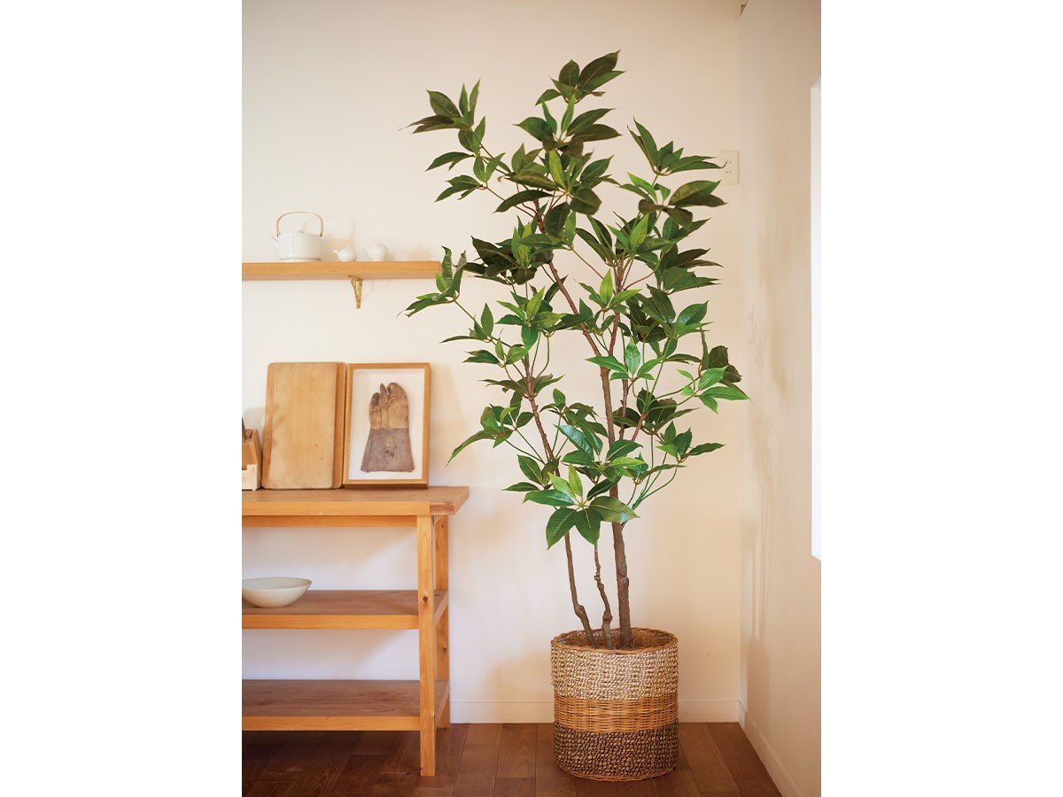 【ブラウン/BROWN / GOODS】のTupidanthus Pot / ツピタンサス ポット 150 インテリア・キッズ・メンズ・レディースファッション・服の通販 founy(ファニー) 　送料無料　Free Shipping　おすすめ　Recommended / Our Picks　ホーム・キャンプ・アウトドア・お取り寄せ　Home Living / Home & Lifestyle / Camping Gear / Outdoor Camping　家具・インテリア　Home Furniture & Interior. Stylish & Functional Living Spaces　その他 インテリア雑貨、家具　Home Decor & Furniture Extras　参考イメージ|ID: prp329100004948035 ipo3291000000037131688