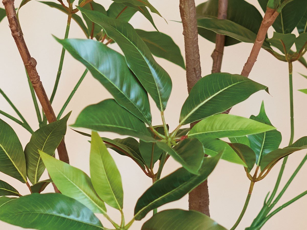 【ブラウン/BROWN / GOODS】のTupidanthus Pot / ツピタンサス ポット 150 インテリア・キッズ・メンズ・レディースファッション・服の通販 founy(ファニー) 　送料無料　Free Shipping　おすすめ　Recommended / Our Picks　ホーム・キャンプ・アウトドア・お取り寄せ　Home Living / Home & Lifestyle / Camping Gear / Outdoor Camping　家具・インテリア　Home Furniture & Interior. Stylish & Functional Living Spaces　その他 インテリア雑貨、家具　Home Decor & Furniture Extras　参考イメージ|ID: prp329100004948035 ipo3291000000037131689