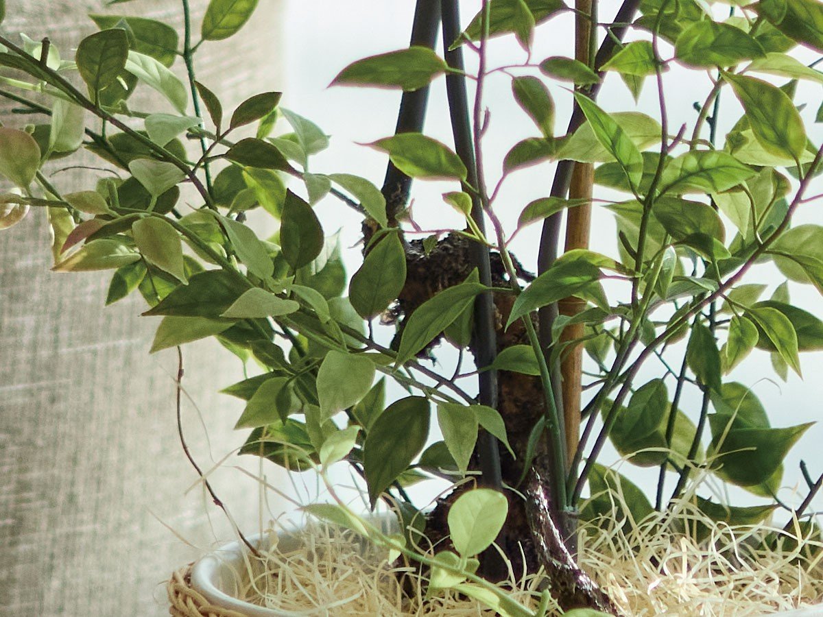 【ブラウン/BROWN / GOODS】のRiberry Pot / ライベリー ポット 105 インテリア・キッズ・メンズ・レディースファッション・服の通販 founy(ファニー) 　おすすめ　Recommended / Our Picks　ホーム・キャンプ・アウトドア・お取り寄せ　Home Living / Home & Lifestyle / Camping Gear / Outdoor Camping　家具・インテリア　Home Furniture & Interior. Stylish & Functional Living Spaces　その他 インテリア雑貨、家具　Home Decor & Furniture Extras　参考イメージ|ID: prp329100004948047 ipo3291000000037131731