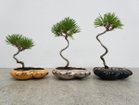 【ココン ボンサイ/KOKON BONSAI / GOODS】の浮雲 - UKIGUMO / 浮雲 + 盆栽 黒松 左:同シリーズの「金」、中央:同シリーズの「銀」、右:漆黒|ID: prp329100004948051 ipo3291000000037131760