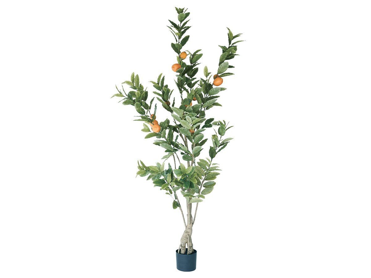 【ブラウン/BROWN / GOODS】のLemon Tree Pot / レモンの木 ポット 183 インテリア・キッズ・メンズ・レディースファッション・服の通販 founy(ファニー) 　送料無料　Free Shipping　おすすめ　Recommended / Our Picks　ホーム・キャンプ・アウトドア・お取り寄せ　Home Living / Home & Lifestyle / Camping Gear / Outdoor Camping　家具・インテリア　Home Furniture & Interior. Stylish & Functional Living Spaces　その他 インテリア雑貨、家具　Home Decor & Furniture Extras　-|ID: prp329100004948053 ipo3291000000037131772