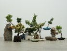 【ココン ボンサイ/KOKON BONSAI / GOODS】の浮雲 - UKIGUMO / 浮雲(メッキ塗装)+ 盆栽 黒松 ブランド参考イメージ|ID: prp329100004948057 ipo3291000000037131809