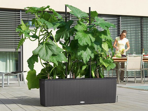 【レチューザ/Lechuza / GOODS】のCottage Trio 30 / コテージ トリオ 30 底面灌水セット付 インテリア・キッズ・メンズ・レディースファッション・服の通販 founy(ファニー) https://founy.com/ スタンド Stand Collar, Upright Stand ライナー Liner, Inner Layer 送料無料 Free Shipping おすすめ Recommended / Our Picks ホーム・キャンプ・アウトドア・お取り寄せ Home Living / Home & Lifestyle / Camping Gear / Outdoor Camping 家具・インテリア Home Furniture & Interior. Stylish & Functional Living Spaces その他 インテリア雑貨、家具 Home Decor & Furniture Extras |ID: prp329100004948061 ipo3291000000037131819