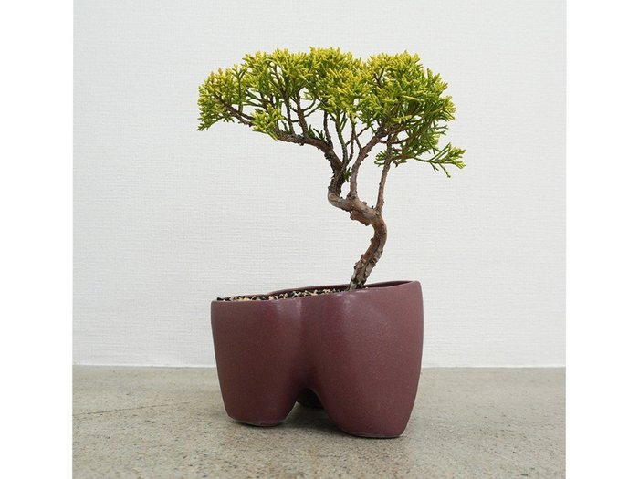 【ココン ボンサイ/KOKON BONSAI / GOODS】の大地 - DAICHI / 大地 + 盆栽 黄金真柏 インテリア・キッズ・メンズ・レディースファッション・服の通販 founy(ファニー) https://founy.com/ 春 Spring バケツ Bucket, Bucket Style モコモコ Fuzzy, Fluffy 冬 Winter / This Winter S/S・春夏 SS, Spring/Summer, Warm Season 送料無料 Free Shipping おすすめ Recommended / Our Picks 夏 Summer ホーム・キャンプ・アウトドア・お取り寄せ Home Living / Home & Lifestyle / Camping Gear / Outdoor Camping 家具・インテリア Home Furniture & Interior. Stylish & Functional Living Spaces その他 インテリア雑貨、家具 Home Decor & Furniture Extras |ID: prp329100004948083 ipo3291000000037131974