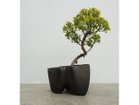 【ココン ボンサイ/KOKON BONSAI / GOODS】の大地 - DAICHI / 大地 + 盆栽 黄金真柏 雨晒し|ID: prp329100004948083 ipo3291000000037131976