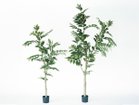 【ブラウン/BROWN / GOODS】のCoffee Plant Pot / コーヒーの木 ポット 205 サイズ展開がありますので、鉢や設置場所、空間に合わせてお選びいただけます。左:高さ1|ID: prp329100004948107 ipo3291000000037132083