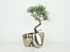 【ココン ボンサイ/KOKON BONSAI / GOODS】の大地 - DAICHI / 大地(メッキ塗装)+ 盆栽 黄金真柏 カラー「銀」参考イメージ|ID: prp329100004948112 ipo3291000000037132098