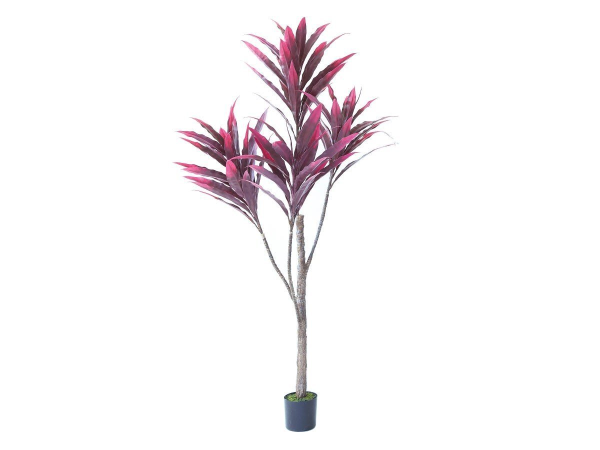 【ブラウン/BROWN / GOODS】のDracaena Pot Purple / ドラセナ ポット 150 パープル 人気、トレンドファッション・服の通販 founy(ファニー) 　送料無料　Free Shipping　おすすめ　Recommended / Our Picks　パープル　Purple, Violet　ホーム・キャンプ・アウトドア・お取り寄せ　Home Living / Home & Lifestyle / Camping Gear / Outdoor Camping　家具・インテリア　Home Furniture & Interior. Stylish & Functional Living Spaces　その他 インテリア雑貨、家具　Home Decor & Furniture Extras　 other-1|ID: prp329100004948114 ipo3291000000037132102