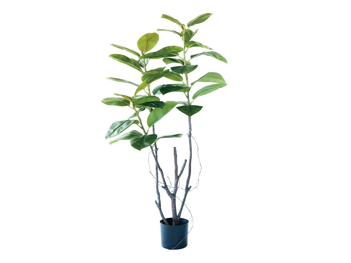 【ブラウン/BROWN / GOODS】のFicus Sophia Pot / フィカス ソフィア ポット 140 人気、トレンドファッション・服の通販 founy(ファニー) 　送料無料　Free Shipping　おすすめ　Recommended / Our Picks　ホーム・キャンプ・アウトドア・お取り寄せ　Home Living / Home & Lifestyle / Camping Gear / Outdoor Camping　家具・インテリア　Home Furniture & Interior. Stylish & Functional Living Spaces　その他 インテリア雑貨、家具　Home Decor & Furniture Extras　 other-1|ID: prp329100004948122 ipo3291000000037132139