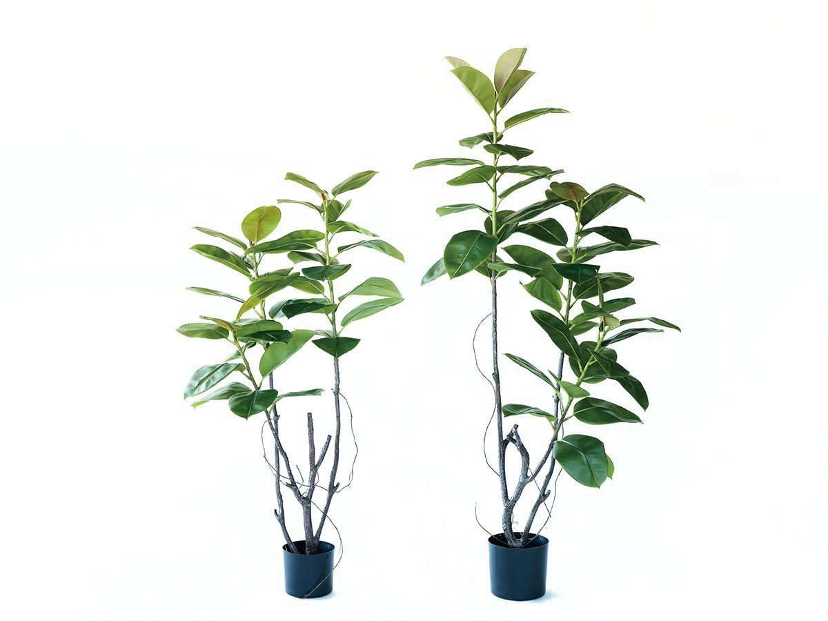 【ブラウン/BROWN / GOODS】のFicus Sophia Pot / フィカス ソフィア ポット 140 インテリア・キッズ・メンズ・レディースファッション・服の通販 founy(ファニー) 　送料無料　Free Shipping　おすすめ　Recommended / Our Picks　ホーム・キャンプ・アウトドア・お取り寄せ　Home Living / Home & Lifestyle / Camping Gear / Outdoor Camping　家具・インテリア　Home Furniture & Interior. Stylish & Functional Living Spaces　その他 インテリア雑貨、家具　Home Decor & Furniture Extras　サイズ展開がありますので、鉢や設置場所、空間に合わせてお選びいただけます。左:本商品|ID: prp329100004948122 ipo3291000000037132141