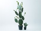 【ブラウン/BROWN / GOODS】のPrickly Pear Cactus Pot / ウチワサボテン ポット 117 左:本商品、右:掲載外|ID: prp329100004948131 ipo3291000000037132182