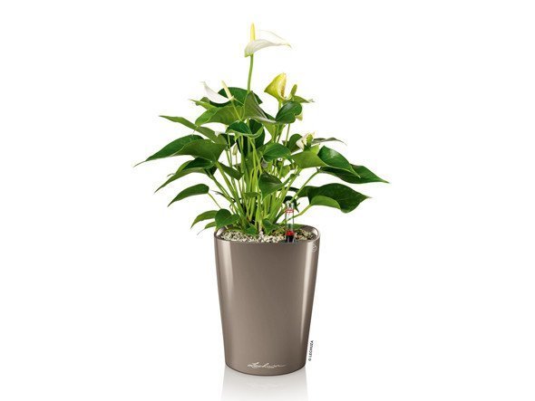 【レチューザ/Lechuza / GOODS】のDeltini / デルティーニ 底面灌水セット付 インテリア・キッズ・メンズ・レディースファッション・服の通販 founy(ファニー) 　コンパクト　Compact, Small Size　テーブル　Table, Dining Table　デスク　Desk, Work Desk　ライナー　Liner, Inner Layer　おすすめ　Recommended / Our Picks　ホーム・キャンプ・アウトドア・お取り寄せ　Home Living / Home & Lifestyle / Camping Gear / Outdoor Camping　家具・インテリア　Home Furniture & Interior. Stylish & Functional Living Spaces　その他 インテリア雑貨、家具　Home Decor & Furniture Extras　|ID: prp329100004948144 ipo3291000000037132246