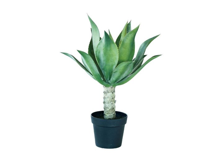 【ブラウン/BROWN / GOODS】のAgave Attenuata Pot / アガべ アテナータ ポット 70 インテリア・キッズ・メンズ・レディースファッション・服の通販 founy(ファニー) https://founy.com/ 送料無料 Free Shipping おすすめ Recommended / Our Picks ホーム・キャンプ・アウトドア・お取り寄せ Home Living / Home & Lifestyle / Camping Gear / Outdoor Camping 家具・インテリア Home Furniture & Interior. Stylish & Functional Living Spaces その他 インテリア雑貨、家具 Home Decor & Furniture Extras |ID: prp329100004948157 ipo3291000000037132301