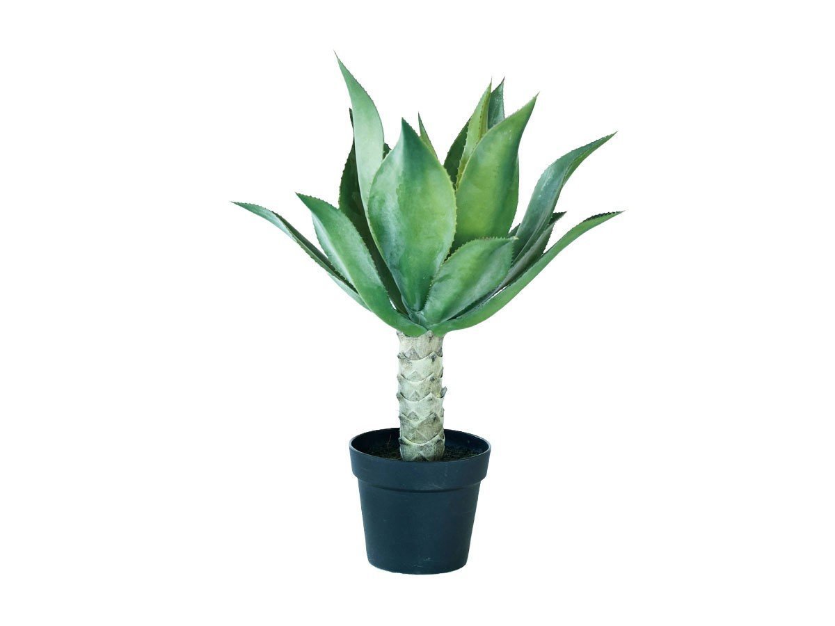 【ブラウン/BROWN / GOODS】のAgave Attenuata Pot / アガべ アテナータ ポット 70 人気、トレンドファッション・服の通販 founy(ファニー) 　送料無料　Free Shipping　おすすめ　Recommended / Our Picks　ホーム・キャンプ・アウトドア・お取り寄せ　Home Living / Home & Lifestyle / Camping Gear / Outdoor Camping　家具・インテリア　Home Furniture & Interior. Stylish & Functional Living Spaces　その他 インテリア雑貨、家具　Home Decor & Furniture Extras　 other-1|ID: prp329100004948157 ipo3291000000037132301