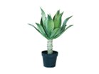【ブラウン/BROWN / GOODS】のAgave Attenuata Pot / アガべ アテナータ ポット 70 -|ID: prp329100004948157 ipo3291000000037132302