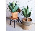 【ブラウン/BROWN / GOODS】のAgave Attenuata Pot / アガべ アテナータ ポット 70 左:アガべ アテナータ ポット 50、右:本商品|ID: prp329100004948157 ipo3291000000037132303