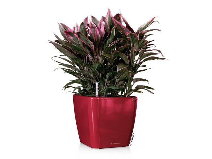 【レチューザ/Lechuza / GOODS】のQuadro JOKER 35 / クアドロ・ジョーカー35 底面灌水セット付 インテリア・キッズ・メンズ・レディースファッション・服の通販 founy(ファニー) https://founy.com/ シンプル Simple, Minimal スクエア Square, Square Shape ライナー Liner, Inner Layer 送料無料 Free Shipping おすすめ Recommended / Our Picks ホーム・キャンプ・アウトドア・お取り寄せ Home Living / Home & Lifestyle / Camping Gear / Outdoor Camping 家具・インテリア Home Furniture & Interior. Stylish & Functional Living Spaces その他 インテリア雑貨、家具 Home Decor & Furniture Extras |ID: prp329100004948161 ipo3291000000037132312