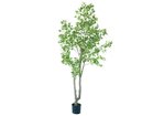 【ブラウン/BROWN / GOODS】のFicus benjamina Pot / 斑入りベンジャミン ポット 210 -|ID: prp329100004948168 ipo3291000000037132351