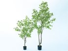 【ブラウン/BROWN / GOODS】のFicus benjamina Pot / 斑入りベンジャミン ポット 210 サイズ展開がありますので、鉢や設置場所、空間に合わせてお選びいただけます。左:高さ1|ID: prp329100004948168 ipo3291000000037132352