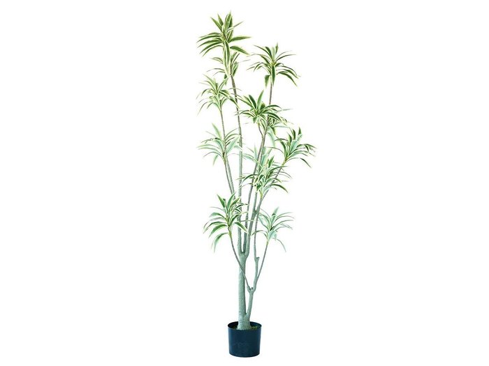 【ブラウン/BROWN / GOODS】のSong of Jamaica Pot / ソングオブジャマイカ ポット 180 インテリア・キッズ・メンズ・レディースファッション・服の通販 founy(ファニー) https://founy.com/ 送料無料 Free Shipping おすすめ Recommended / Our Picks ホーム・キャンプ・アウトドア・お取り寄せ Home Living / Home & Lifestyle / Camping Gear / Outdoor Camping 家具・インテリア Home Furniture & Interior. Stylish & Functional Living Spaces その他 インテリア雑貨、家具 Home Decor & Furniture Extras |ID: prp329100004948190 ipo3291000000037132456