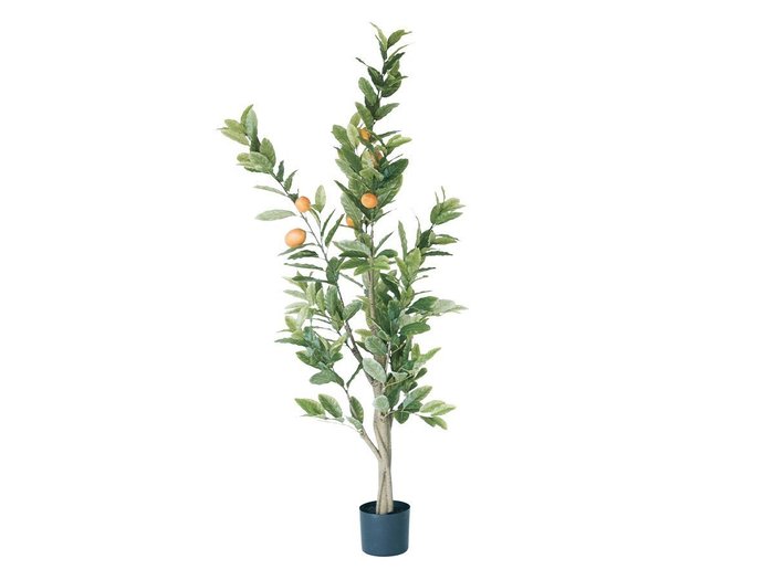 【ブラウン/BROWN / GOODS】のLemon Tree Pot / レモンの木 ポット 152 インテリア・キッズ・メンズ・レディースファッション・服の通販 founy(ファニー) https://founy.com/ 送料無料 Free Shipping おすすめ Recommended / Our Picks ホーム・キャンプ・アウトドア・お取り寄せ Home Living / Home & Lifestyle / Camping Gear / Outdoor Camping 家具・インテリア Home Furniture & Interior. Stylish & Functional Living Spaces その他 インテリア雑貨、家具 Home Decor & Furniture Extras |ID: prp329100004948202 ipo3291000000037132513