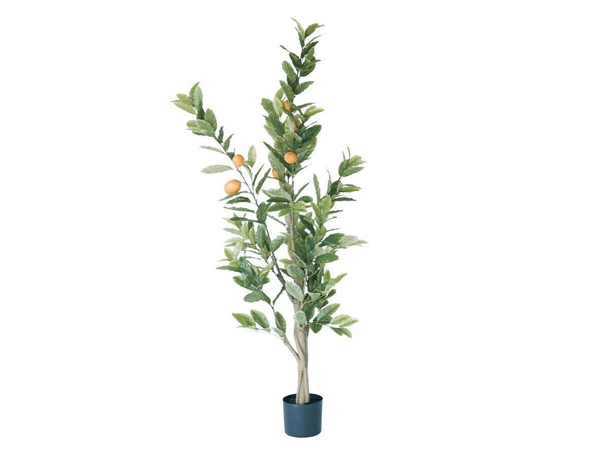 【ブラウン/BROWN / GOODS】のLemon Tree Pot / レモンの木 ポット 152 人気、トレンドファッション・服の通販 founy(ファニー) 　送料無料　Free Shipping　おすすめ　Recommended / Our Picks　ホーム・キャンプ・アウトドア・お取り寄せ　Home Living / Home & Lifestyle / Camping Gear / Outdoor Camping　家具・インテリア　Home Furniture & Interior. Stylish & Functional Living Spaces　その他 インテリア雑貨、家具　Home Decor & Furniture Extras　 other-1|ID: prp329100004948202 ipo3291000000037132513