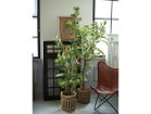 【ブラウン/BROWN / GOODS】のLemon Tree Pot / レモンの木 ポット 152 左:本商品、右:コーヒーの木 ポット 205|ID: prp329100004948202 ipo3291000000037132515