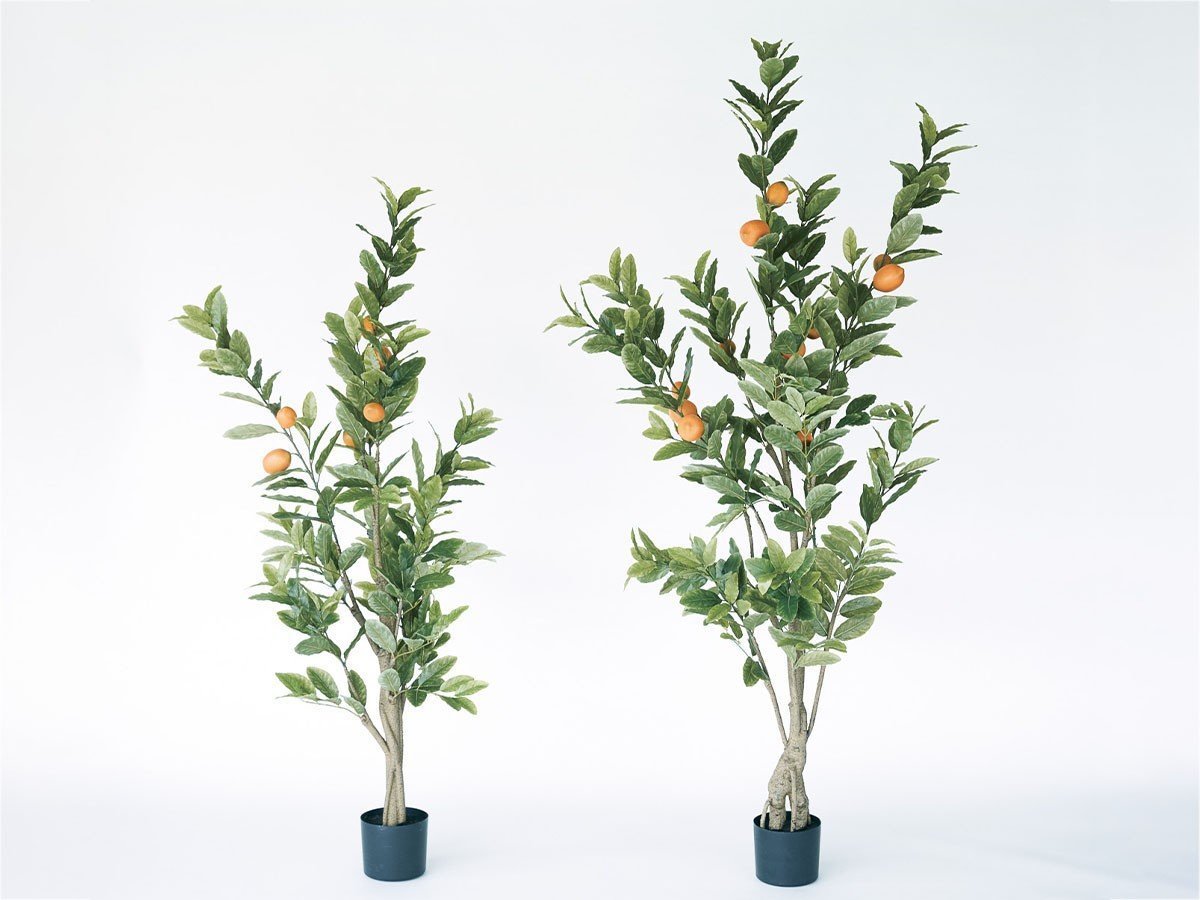 【ブラウン/BROWN / GOODS】のLemon Tree Pot / レモンの木 ポット 152 インテリア・キッズ・メンズ・レディースファッション・服の通販 founy(ファニー) 　送料無料　Free Shipping　おすすめ　Recommended / Our Picks　ホーム・キャンプ・アウトドア・お取り寄せ　Home Living / Home & Lifestyle / Camping Gear / Outdoor Camping　家具・インテリア　Home Furniture & Interior. Stylish & Functional Living Spaces　その他 インテリア雑貨、家具　Home Decor & Furniture Extras　サイズ展開がありますので、鉢や設置場所、空間に合わせてお選びいただけます。左:本商品|ID: prp329100004948202 ipo3291000000037132516