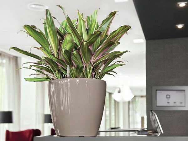 【レチューザ/Lechuza / GOODS】のClassico JOKER 35 / クラシコ・ジョーカー35 底面灌水セット付 人気、トレンドファッション・服の通販 founy(ファニー) 　シンプル　Simple, Minimal　ライナー　Liner, Inner Layer　送料無料　Free Shipping　おすすめ　Recommended / Our Picks　ホーム・キャンプ・アウトドア・お取り寄せ　Home Living / Home & Lifestyle / Camping Gear / Outdoor Camping　家具・インテリア　Home Furniture & Interior. Stylish & Functional Living Spaces　その他 インテリア雑貨、家具　Home Decor & Furniture Extras　 other-1|ID: prp329100004948207 ipo3291000000037132536