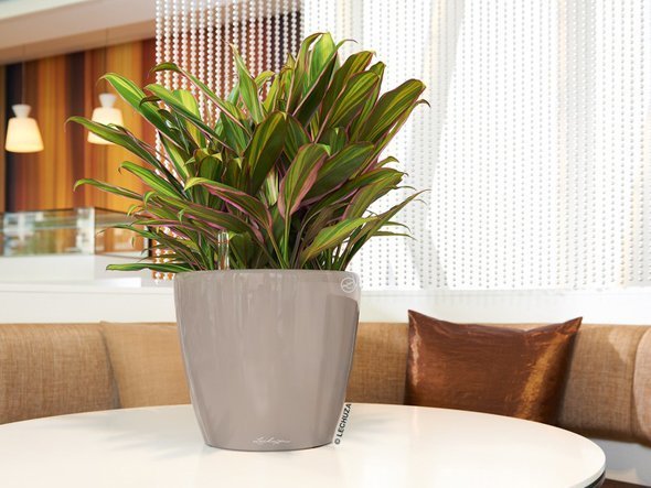 【レチューザ/Lechuza / GOODS】のClassico JOKER 35 / クラシコ・ジョーカー35 底面灌水セット付 インテリア・キッズ・メンズ・レディースファッション・服の通販 founy(ファニー) 　シンプル　Simple, Minimal　ライナー　Liner, Inner Layer　送料無料　Free Shipping　おすすめ　Recommended / Our Picks　ホーム・キャンプ・アウトドア・お取り寄せ　Home Living / Home & Lifestyle / Camping Gear / Outdoor Camping　家具・インテリア　Home Furniture & Interior. Stylish & Functional Living Spaces　その他 インテリア雑貨、家具　Home Decor & Furniture Extras　|ID: prp329100004948207 ipo3291000000037132542