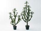 【ブラウン/BROWN / GOODS】のEuphorbia Pot / ユーフォルビア ポット 112 サイズ展開がありますので、鉢や設置場所、空間に合わせてお選びいただけます。左:本商品|ID: prp329100004948220 ipo3291000000037132591