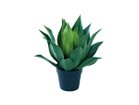 【ブラウン/BROWN / GOODS】のAgave Attenuata Pot / アガべ アテナータ ポット 50 -|ID: prp329100004948228 ipo3291000000037132615