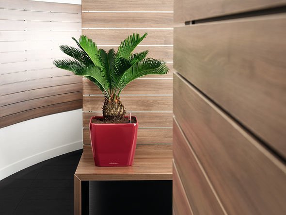 【レチューザ/Lechuza / GOODS】のQuadro JOKER 21 / クアドロ・ジョーカー21 底面灌水セット付 インテリア・キッズ・メンズ・レディースファッション・服の通販 founy(ファニー) 　シンプル　Simple, Minimal　スクエア　Square, Square Shape　ライナー　Liner, Inner Layer　送料無料　Free Shipping　おすすめ　Recommended / Our Picks　ホーム・キャンプ・アウトドア・お取り寄せ　Home Living / Home & Lifestyle / Camping Gear / Outdoor Camping　家具・インテリア　Home Furniture & Interior. Stylish & Functional Living Spaces　その他 インテリア雑貨、家具　Home Decor & Furniture Extras　スカーレット(クリアカラー)|ID: prp329100004948229 ipo3291000000037132625