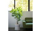 【ブラウン/BROWN / GOODS】のFicus Altissima Pot / フィカス アルテシマ ポット 175 参考イメージ|ID: prp329100004948236 ipo3291000000037132666