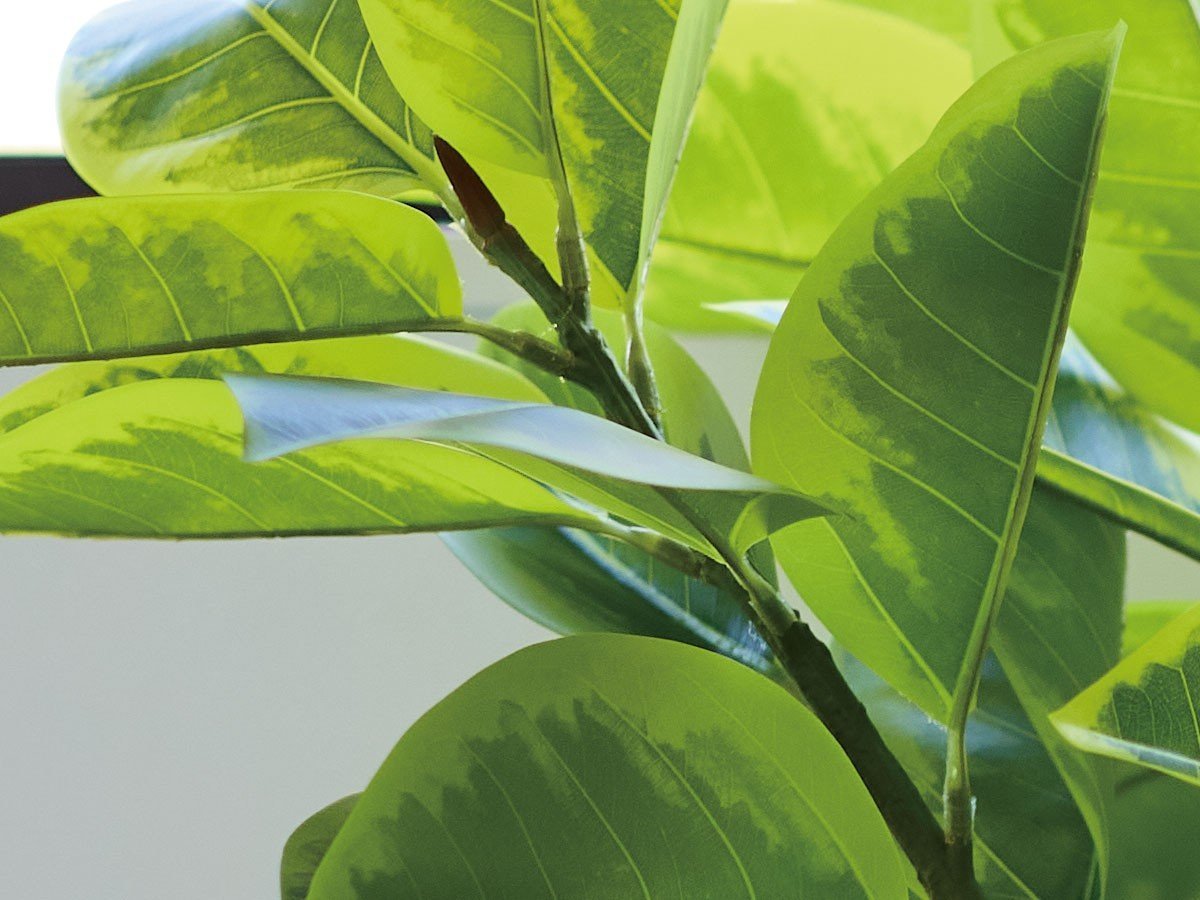 【ブラウン/BROWN / GOODS】のFicus Altissima Pot / フィカス アルテシマ ポット 175 インテリア・キッズ・メンズ・レディースファッション・服の通販 founy(ファニー) 　送料無料　Free Shipping　おすすめ　Recommended / Our Picks　ホーム・キャンプ・アウトドア・お取り寄せ　Home Living / Home & Lifestyle / Camping Gear / Outdoor Camping　家具・インテリア　Home Furniture & Interior. Stylish & Functional Living Spaces　その他 インテリア雑貨、家具　Home Decor & Furniture Extras　参考イメージ|ID: prp329100004948236 ipo3291000000037132667