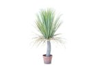 【ブラウン/BROWN / GOODS】のYucca Pot / ユッカ ポット 85 -|ID: prp329100004948237 ipo3291000000037132671