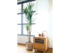 【ブラウン/BROWN / GOODS】のYucca Pot / ユッカ ポット 160 参考イメージ|ID: prp329100004948252 ipo3291000000037132757