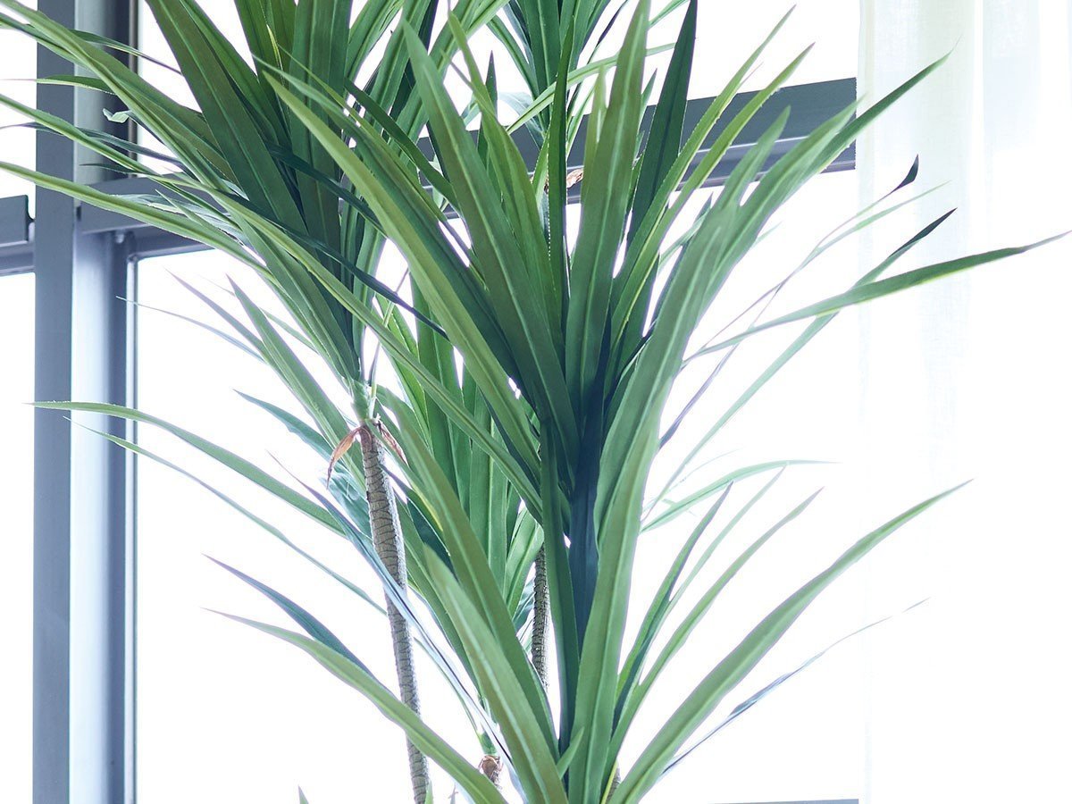 【ブラウン/BROWN / GOODS】のYucca Pot / ユッカ ポット 160 インテリア・キッズ・メンズ・レディースファッション・服の通販 founy(ファニー) 　送料無料　Free Shipping　おすすめ　Recommended / Our Picks　ホーム・キャンプ・アウトドア・お取り寄せ　Home Living / Home & Lifestyle / Camping Gear / Outdoor Camping　家具・インテリア　Home Furniture & Interior. Stylish & Functional Living Spaces　その他 インテリア雑貨、家具　Home Decor & Furniture Extras　参考イメージ|ID: prp329100004948252 ipo3291000000037132759