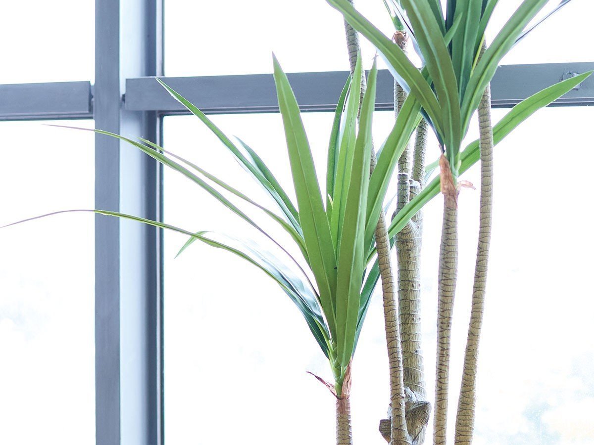 【ブラウン/BROWN / GOODS】のYucca Pot / ユッカ ポット 160 インテリア・キッズ・メンズ・レディースファッション・服の通販 founy(ファニー) 　送料無料　Free Shipping　おすすめ　Recommended / Our Picks　ホーム・キャンプ・アウトドア・お取り寄せ　Home Living / Home & Lifestyle / Camping Gear / Outdoor Camping　家具・インテリア　Home Furniture & Interior. Stylish & Functional Living Spaces　その他 インテリア雑貨、家具　Home Decor & Furniture Extras　参考イメージ|ID: prp329100004948252 ipo3291000000037132760